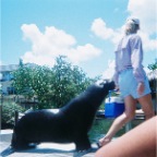 The camp's resident sea lion