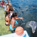 Dolphin training session