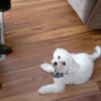 Newest member --- Murdoch!