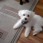 Don't let that cute face fool you!